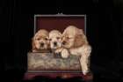 Cocker spaniel puppies in box Art Print